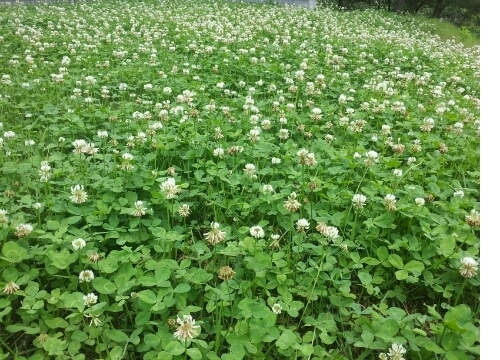 도시공원(숲), 삶의 질을 높인다