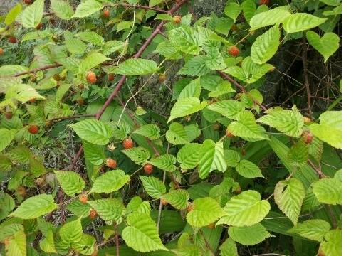 힐링 숲길